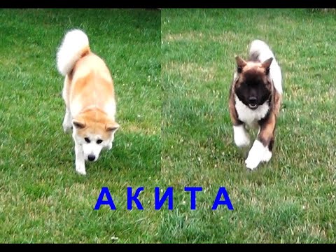 Видео: Две Акиты