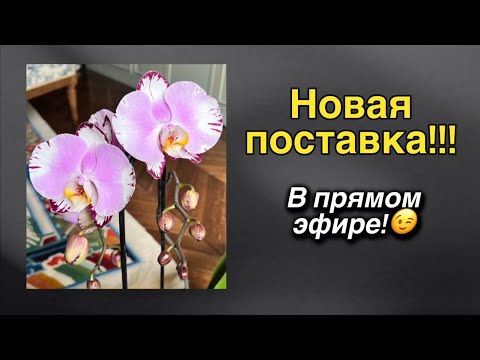 Видео: @Zeboorhids - обзор не по сценарию! 🌸🤦🏼‍♀️😈