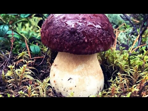 Видео: КАРЕЛИЯ! Сентябрь 2017! БОРОВИКИ КРАСАВЦЫ! БЕЛЫЕ ГРИБЫ