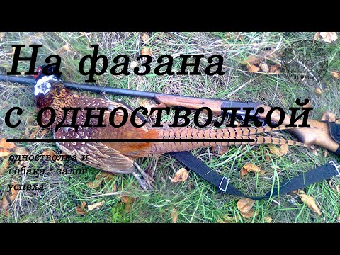 Видео: Охота на фазана с одностволкой
