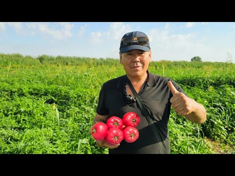 Видео: БИШКЕК 🇰🇬 2025 ЭНГ ОЛДИ ПОМИДОРИ.