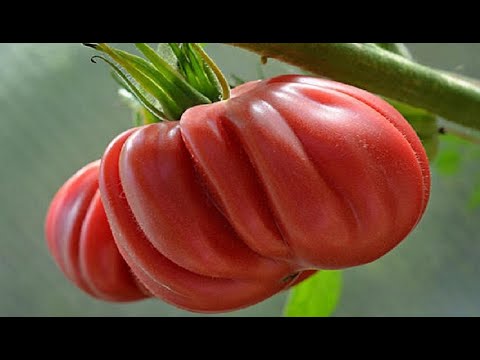 Видео: Томат Инжир - деликатес и экзотика.