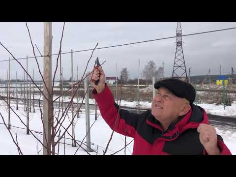 Видео: Формировка молодых деревьев в ООО "Агрофирма"СадМашСервис"