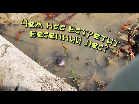 Видео: А вы почему ещё не в лесу? Бобры, клещи и лягушки