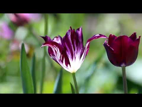 Видео: Экхарт Толле - Единство со всей жизнью, озвучивает Nikosho.