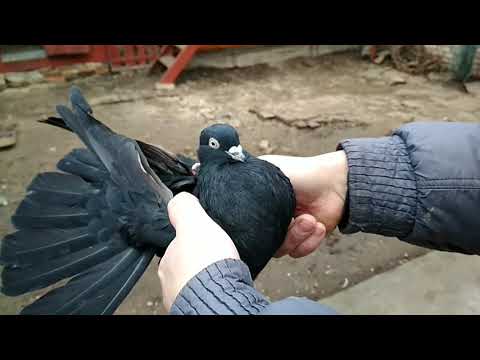 Видео: Голуби Константиновки