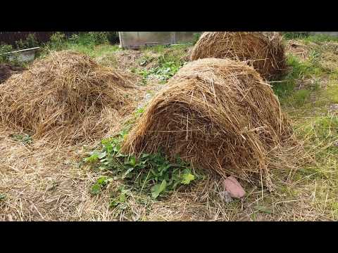 Видео: Соломенное земледелие 2019-7 Середина лета. //Живая Баня Иван Бояринцев