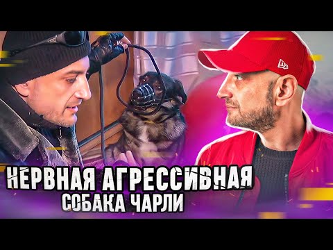 Видео: Нервный агрессивный Чарли