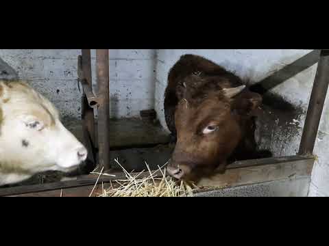 Видео: ВЕС БЫКОВ В 9 МЕСЯЦЕВ