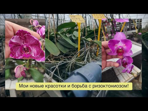 Видео: СДЭК потерял мои фунгициды и я купила редкие бабочки, чтобы утешить себя! 😢🤷🏼‍♀️😡