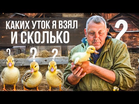 Видео: Утки сезон 2024: каких уток я взял и сколько?! "Мое Подворье"