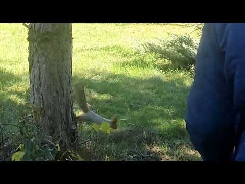 Видео: Встреча с подписчицей #Гуляем по Дендрарию.#Посещаем Храм 