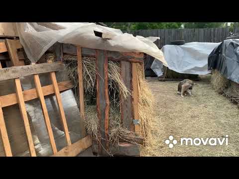 Видео: Заготовил сено и спи спокойно//