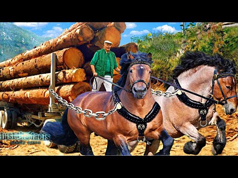 Видео: ЛОШАДИ Тяжеловозы - Самые Сильные Лошади в Мире!