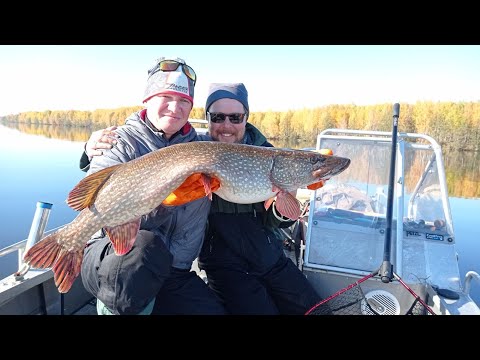 Видео: ЩУКИ атакуют большие приманки. Рыбалка в волжских протоках осенью