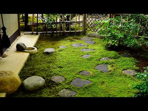 Видео: «Потрясающие японские сады мха: открываем тайны спокойствия и красоты»