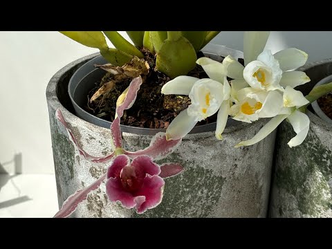 Видео: Цветение орхидей в мае 2025. Trichopilia, dendrobium, pleurothallis и другие