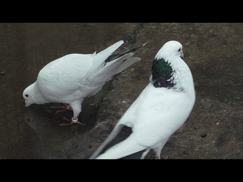 Видео: ДОСТОЙНЫЕ БОЙНЫЕ ГОЛУБИ !!!#pigeons​##Tauben​##աղավնիներ​##göyərçinlər​##көгершіндер##продажа#