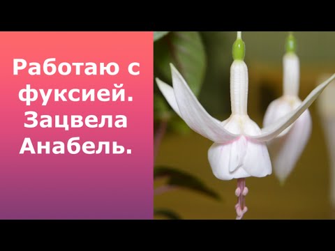 Видео: Работаю с фуксией/От черенка до формировки и цветения.