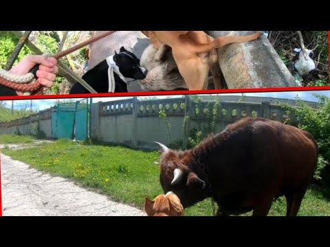 Видео: Стаффордширский терьер/ Дворняги напали на Стаффа/Стаффорд против быка