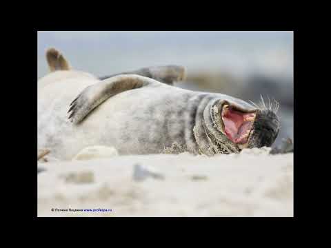 Видео: Испанский язык. Урок "Настроение". Часть 1