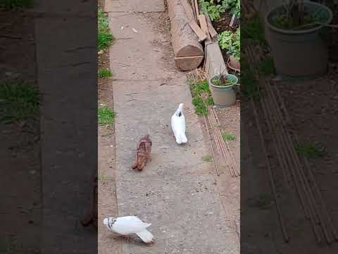 Видео: БАКИНСКИЕ ГОЛУБИ В ИЖЕВСКЕ #ГОЛУБИ #БАКИНСКИЕГОЛУБИ #PIGEON #TAKLA #KABOOTAR #BAKIGOYERCINLERI