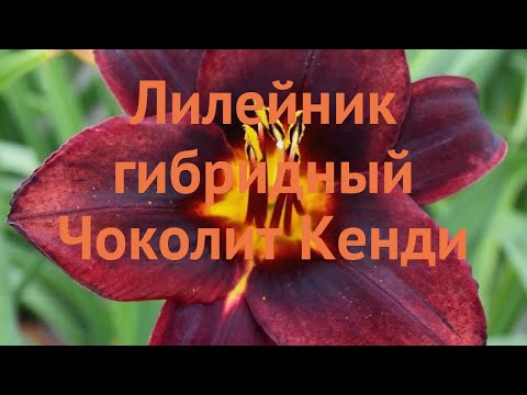 Видео: Лилейник гибридный Чоколит Кенди (hemerocallis) 🌿 обзор: как сажать, саженцы лилейника Чоколит Кенди