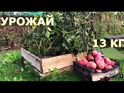 Видео: ВЫРАЩИВАНИЕ КАРТОШКИ В ЯЩИКЕ 5 сортов Обзор