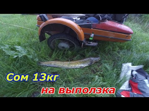 Видео: Ловля сома, с берега на донку. Сом 13кг, на выползка! Catfish.