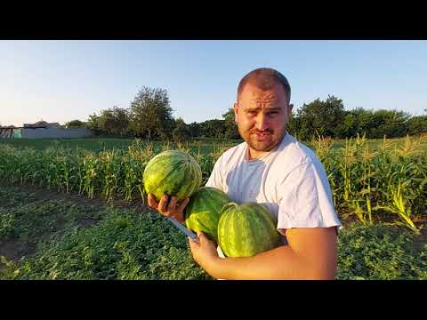 Видео: какой арбуз спелый? тупой или звонкий? эксперимент!