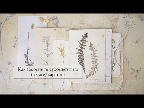 Видео: Крепление сухоцветов на бумагу или картон