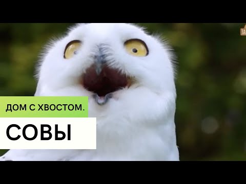Видео: Совы \ Содержание дома  \ Дом с хвостом