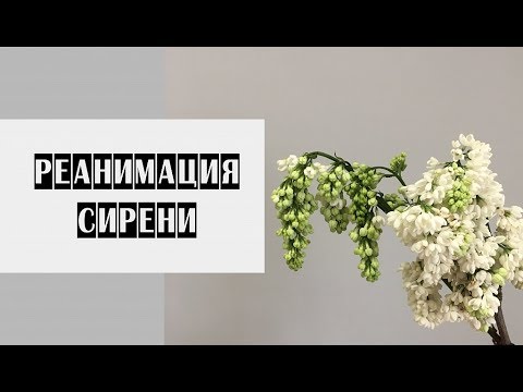 Видео: Как сохранить свежесть сирени //Лайфхаки флориста