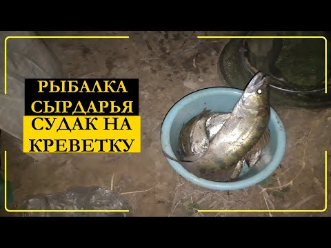 Видео: Рыбалка на Сырдарье. Судак и сазаны в тайной реке.