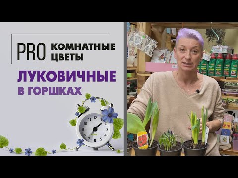 Видео: Тюльпаны, нарциссы, крокусы и гиацинты. Обзор луковичных растений в горшках