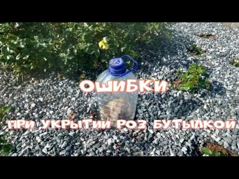 Видео: Ошибки при укрытии бутылкой. Питомник растений Е. Иващенко