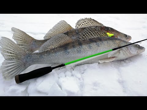Видео: Судаковая рыбалка на Обском водохранилище в январе. Ловим судака под стаей леща!