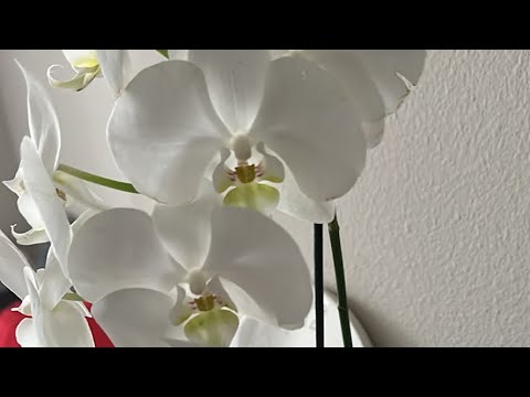 Видео: Daniella Дана Yussupbek is live! Утро❤️🌹☕️