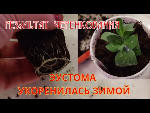 Видео: #Эустома. Результат зимнего черенкования.
