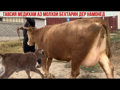 Видео: 2-САР МОЛХОИ БЕХТАРИН УСПЕТ КУНЕД 