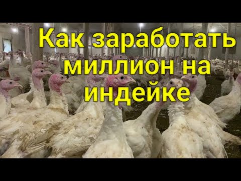 Видео: Как заработать миллион на индейке// В гости на семейную ферму к чете Сухацких