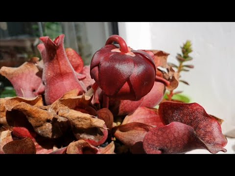 Видео: Мои хищники. Саррацении и Непентесы. Цветок Саррацении!