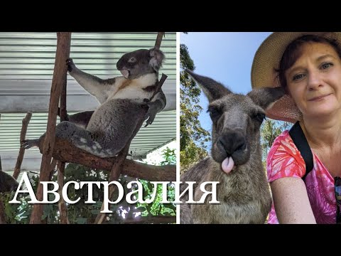 Видео: Кенгуру и Коалы. Заповедник в Австралии.