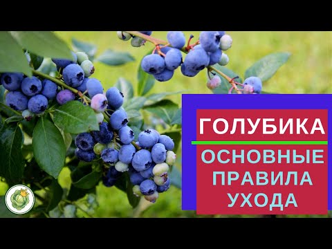 Видео: ГОЛУБИКА  - как получить большой урожай//основные правила посадки и ухода