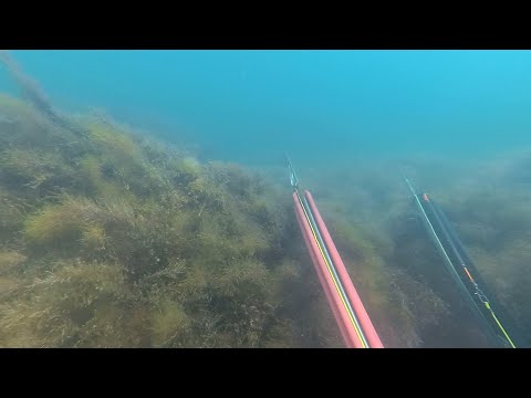 Видео: ПОДВОДНАЯ ОХОТА ЧЕРНОЕ МОРЕ КАК ЕСТЬ ИЮЛЬ ПО КЕФАЛИ