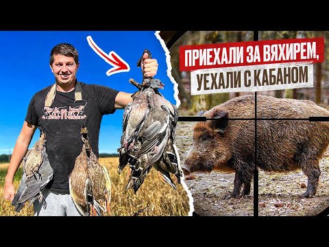 Видео: Охота на вяхиря! Настреляли Вяхиря, КАБАНА, Уток. Охота на лесного голубя с чучелами.