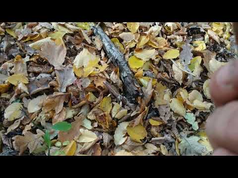 Видео: Листопад прогулянка лісом Степанівка Хмельницька область.