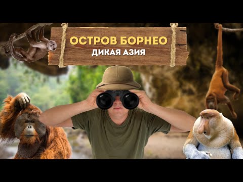 Видео: Борнео: миллионы летучих мышей, пещерные змеи, странные обезьяны и кошачий город