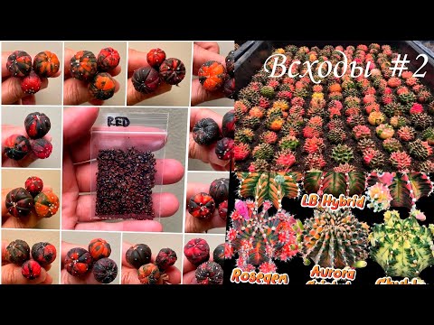 Видео: Обзор всходов вариегатных посевов | 2 месяца | 21.01.24 #2