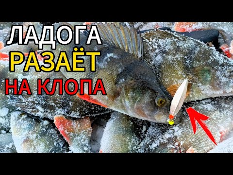 Видео: Сегодня КЛОПЫ рулят! Ловля ХОРОШЕГО окуня на Ладоге
